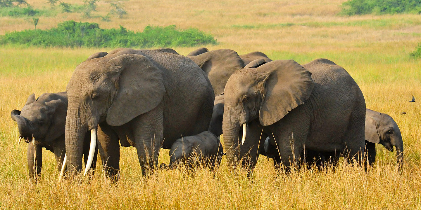 Elephants-in-Queen-Elizabeth-National-Park